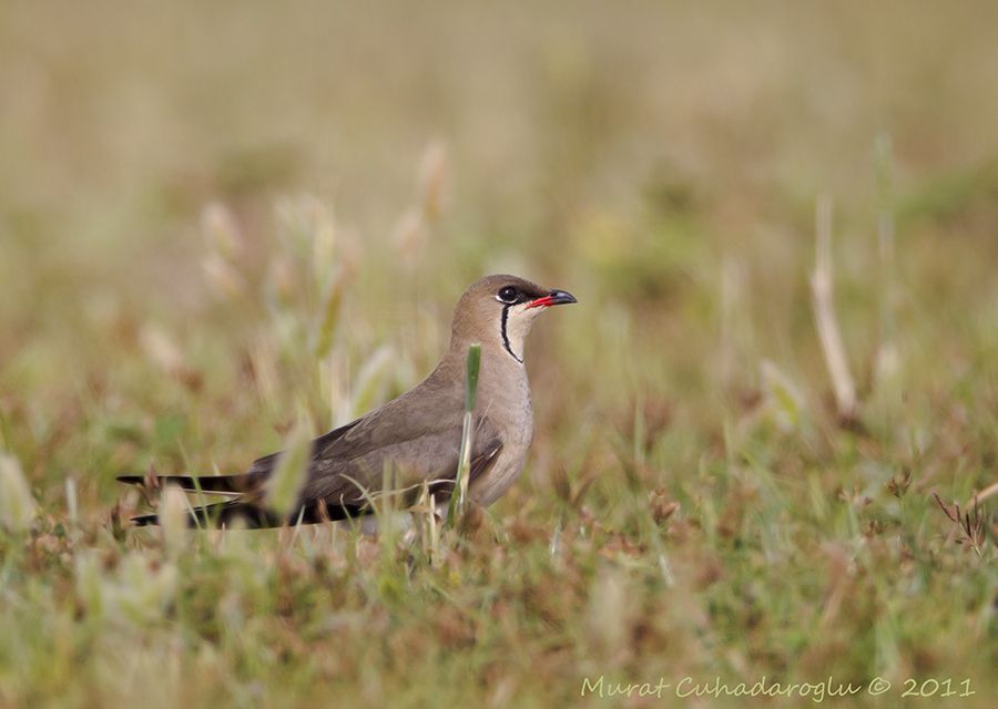 Collared Pratincole