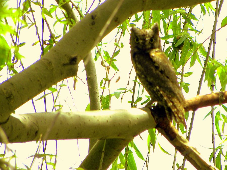 Eurasian Scops Owl