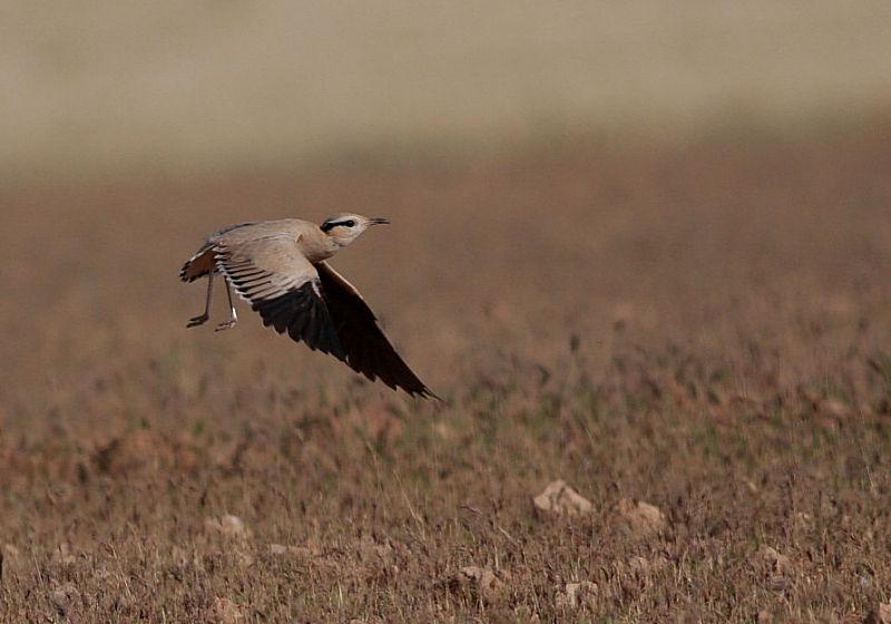 Cream-colored Courser