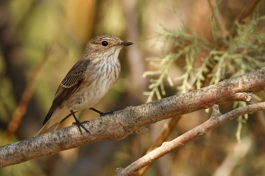 Spotted Flycatcher