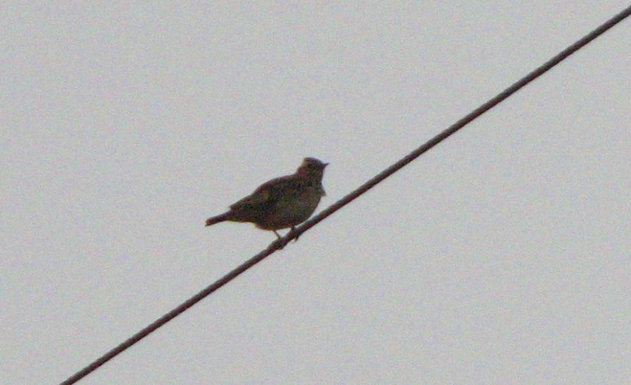 Corn Bunting