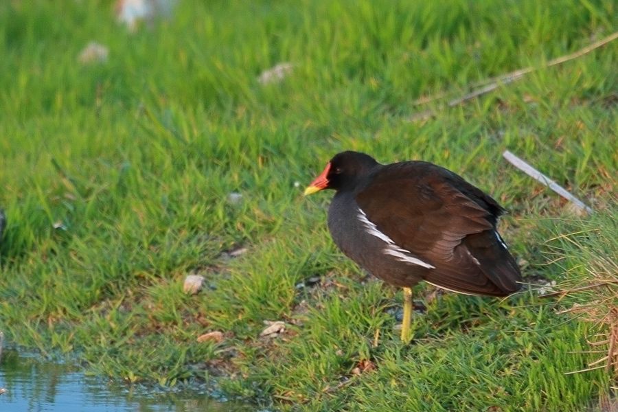 Common Moorhen