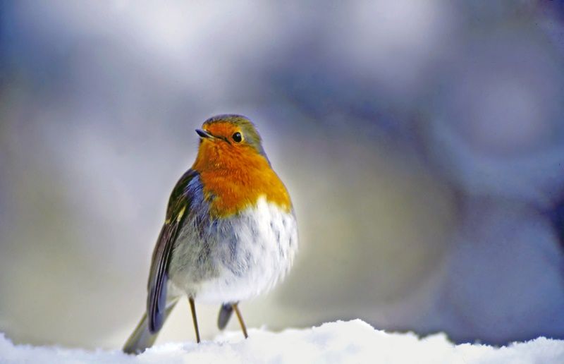 European Robin