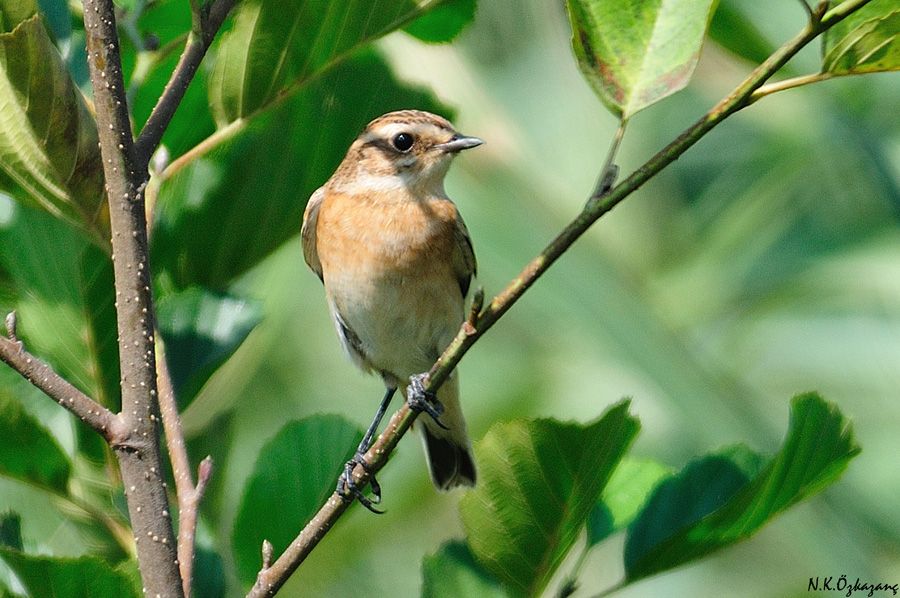Whinchat
