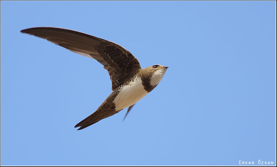 Alpine Swift