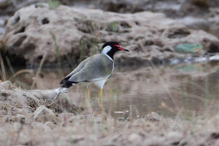 Red-wattled Lapwing