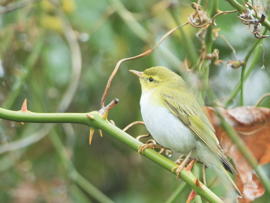 Wood Warbler