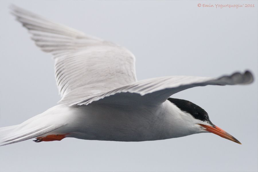 Common Tern