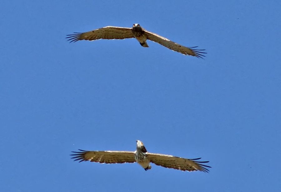 Short-toed Snake Eagle