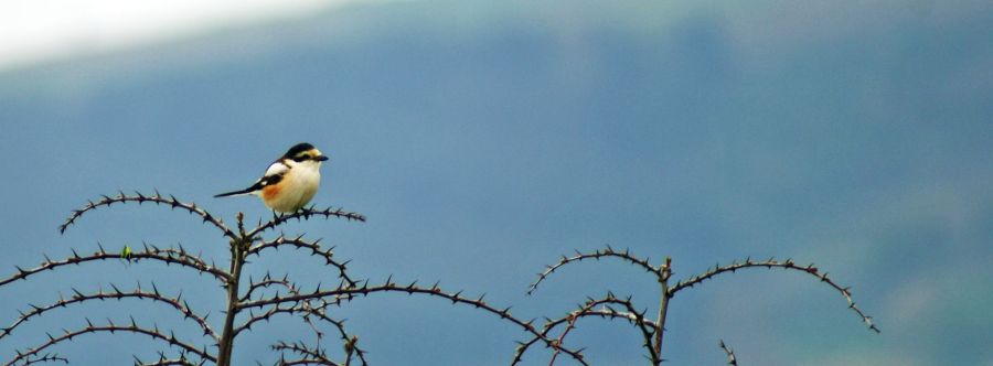 Masked Shrike