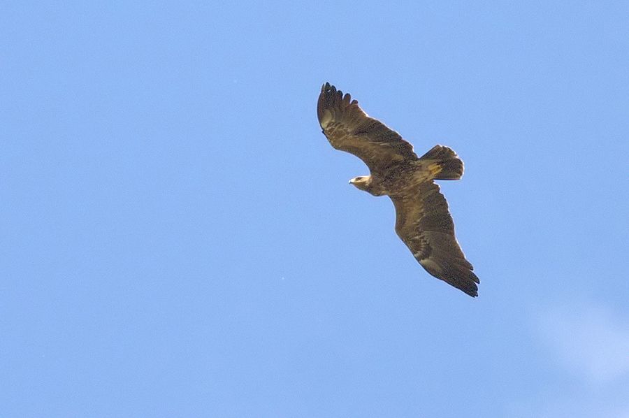 Lesser Spotted Eagle