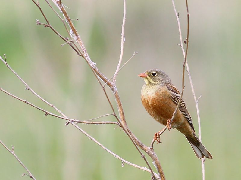 Ortolan Bunting