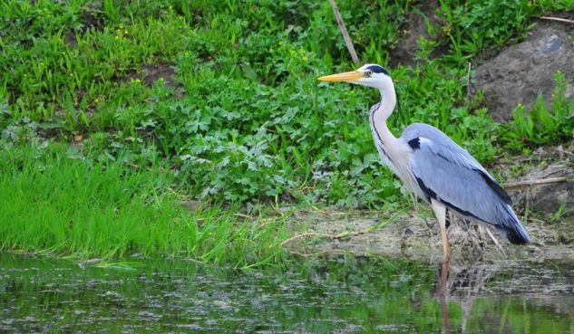 Grey Heron