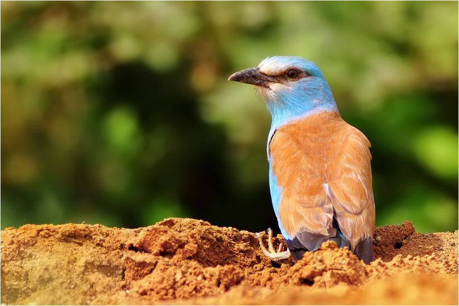 European Roller