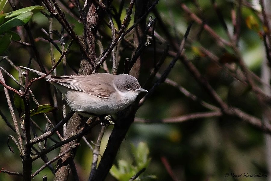 Lesser Whitethroat