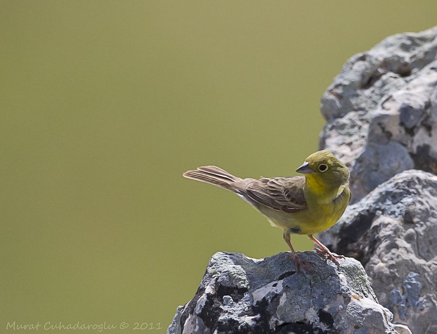 Cinereous Bunting
