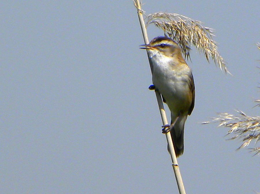 Moustached Warbler