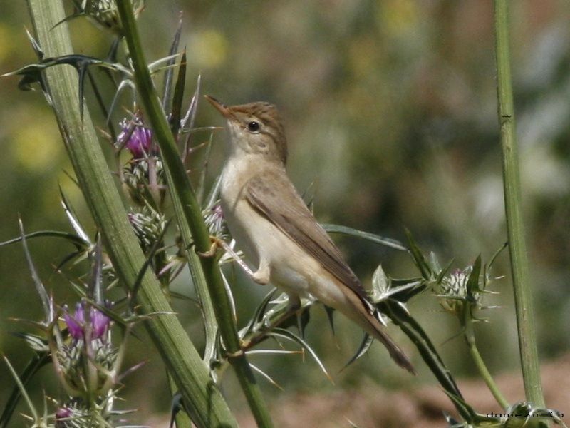 Eastern Olivaceous Warbler
