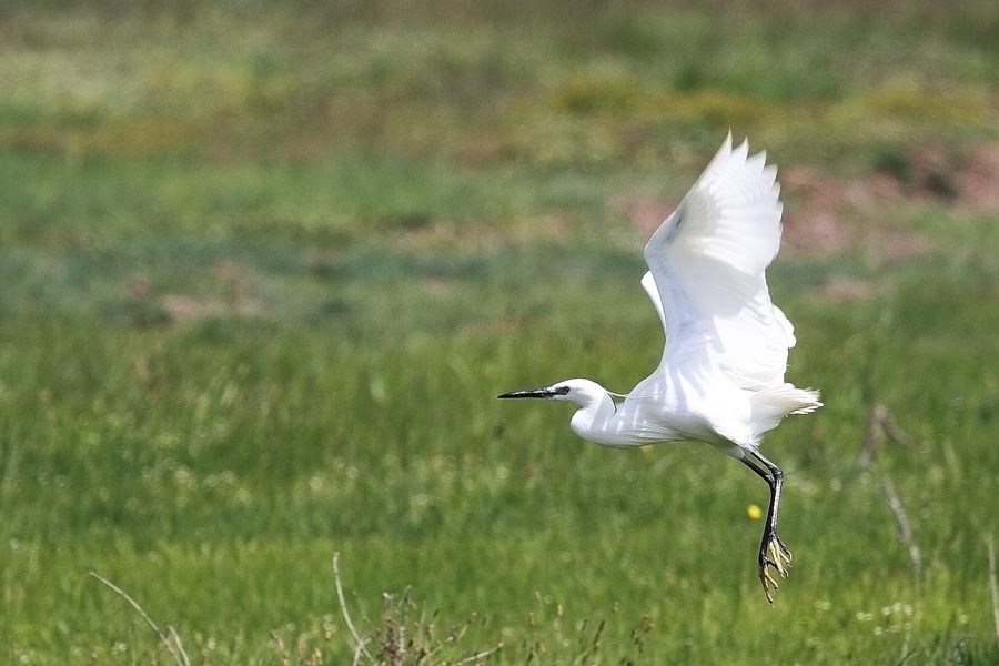 Little Egret