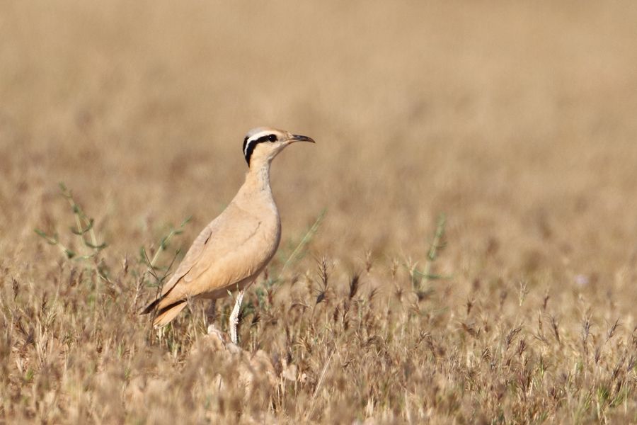 Cream-colored Courser