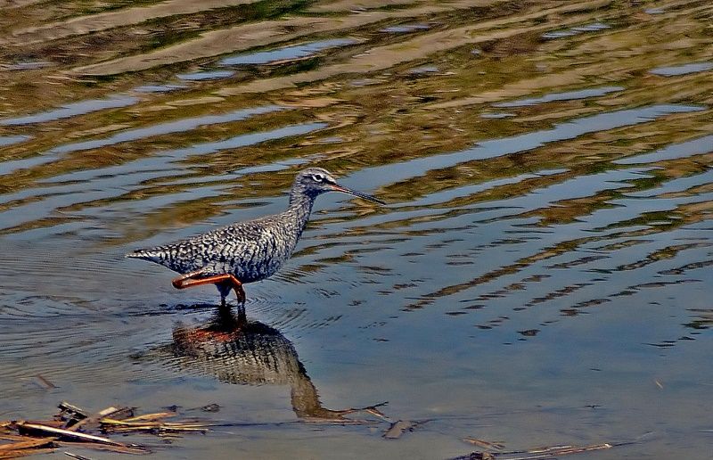 Spotted Redshank