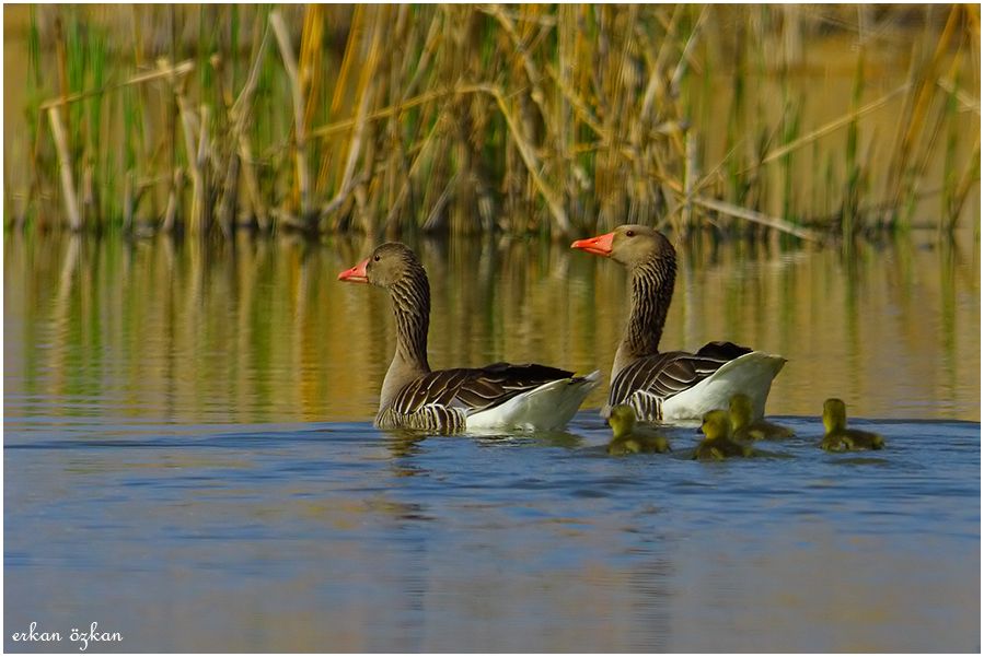 Greylag Goose