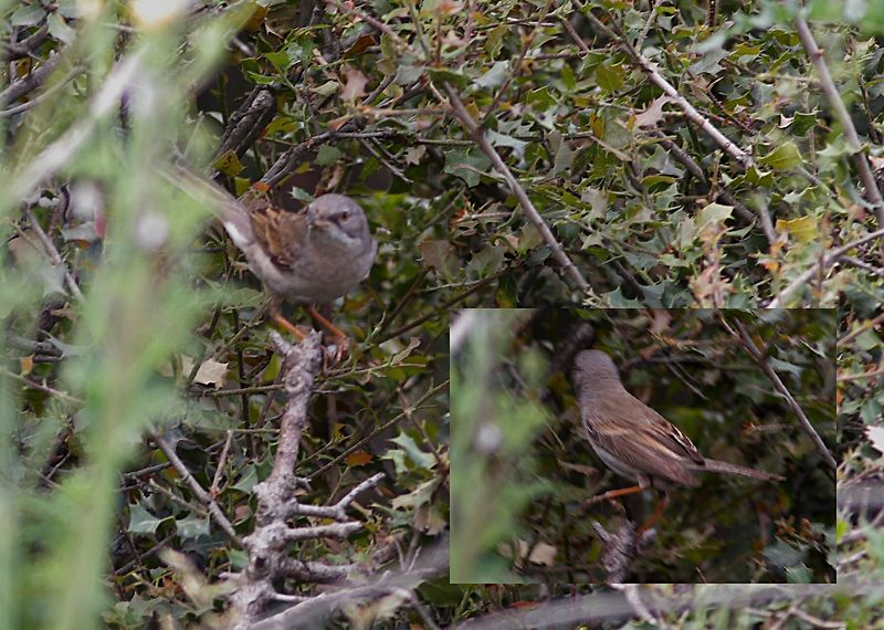 Common Whitethroat