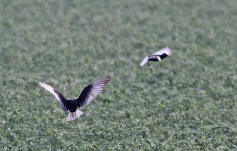 White-winged Tern