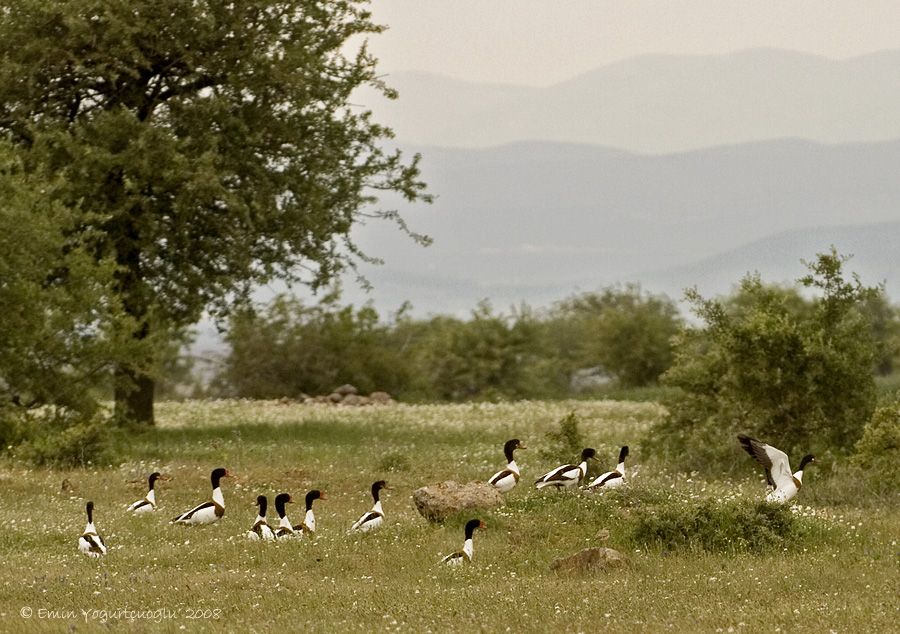 Common Shelduck