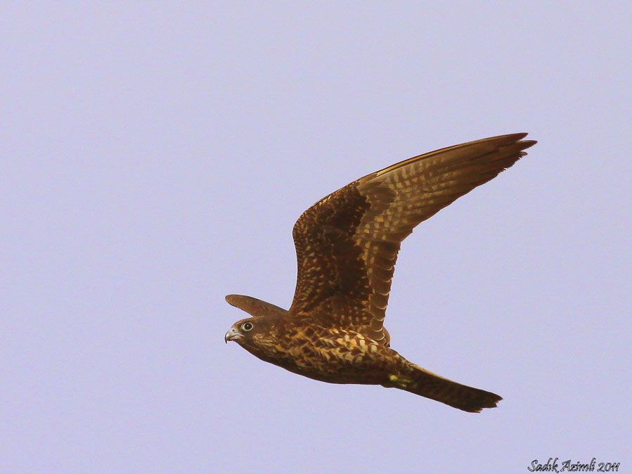Eleonora`s Falcon