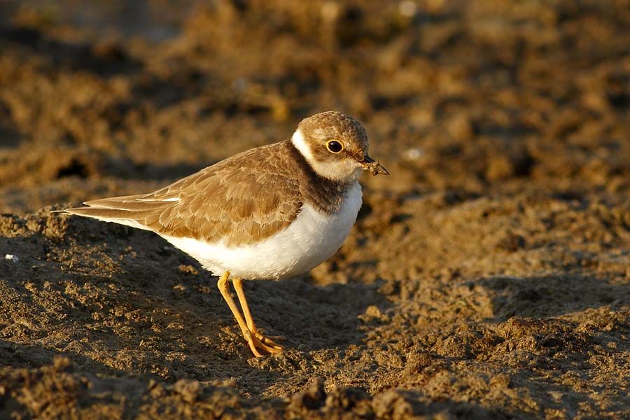 Little Ringed Plover