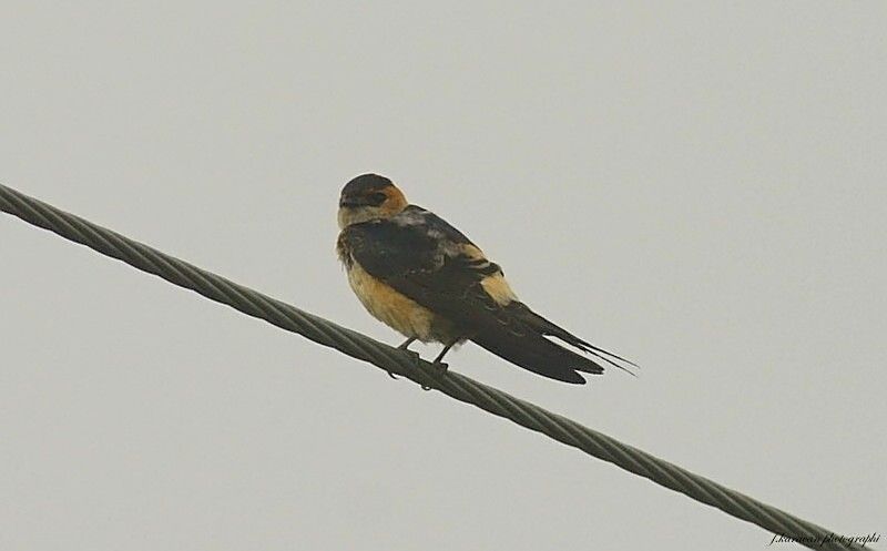 European Red-rumped Swallow