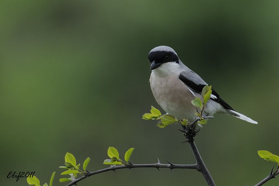 Lesser Grey Shrike