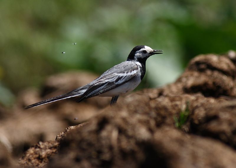 White Wagtail