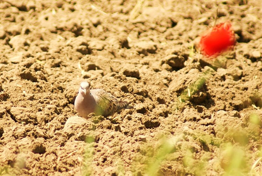 European Turtle Dove