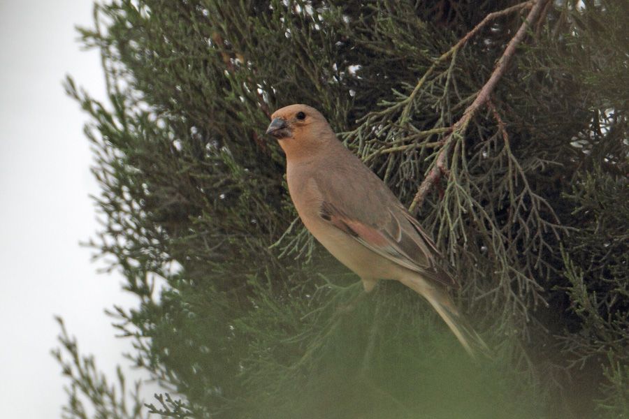 Desert Finch