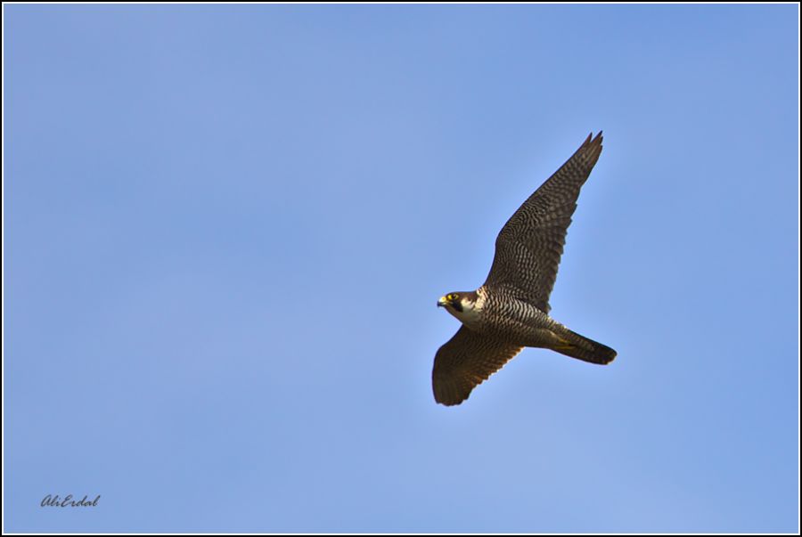 Peregrine Falcon