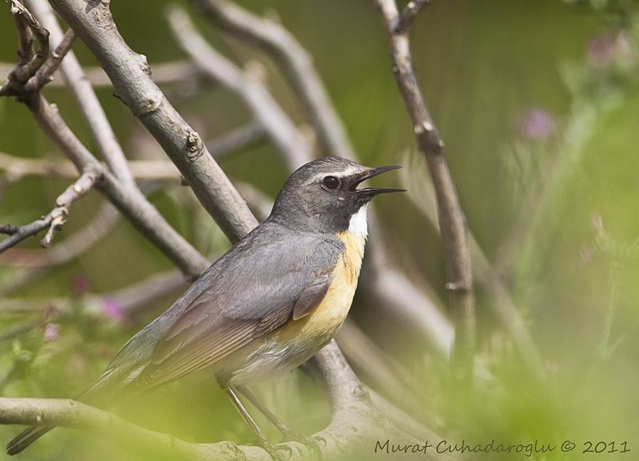 White-throated Robin