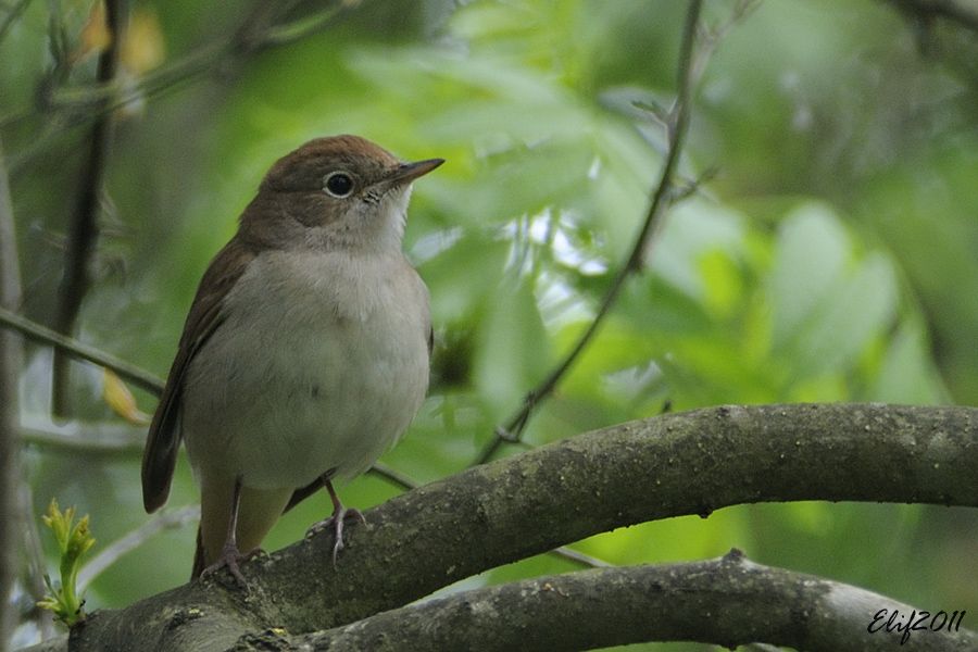 Common Nightingale