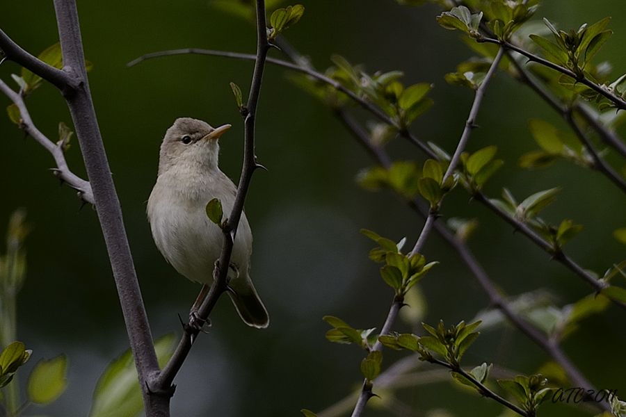 Eastern Olivaceous Warbler