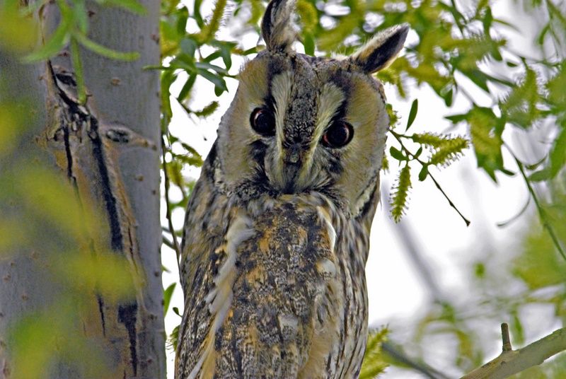 Long-eared Owl