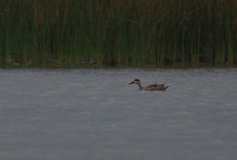 Marbled Duck