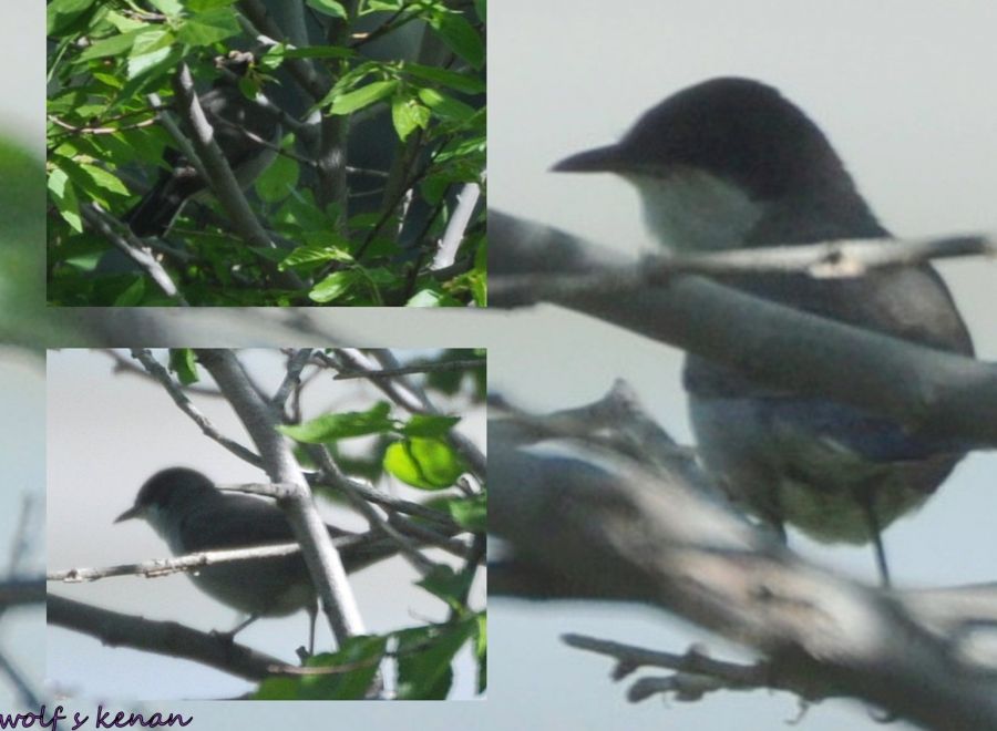 Eastern Orphean Warbler