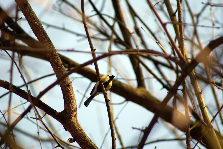 Great Tit