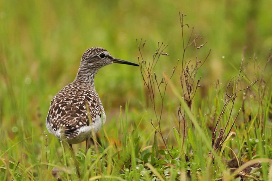 Wood Sandpiper