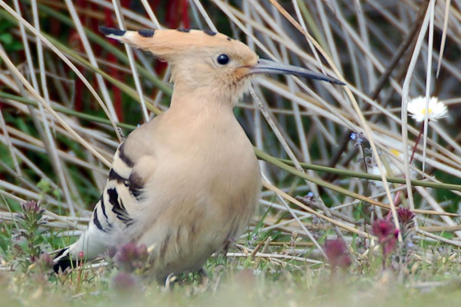 Common Hoopoe