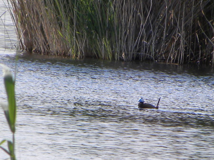 White-headed Duck