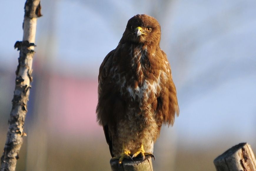 Common Buzzard