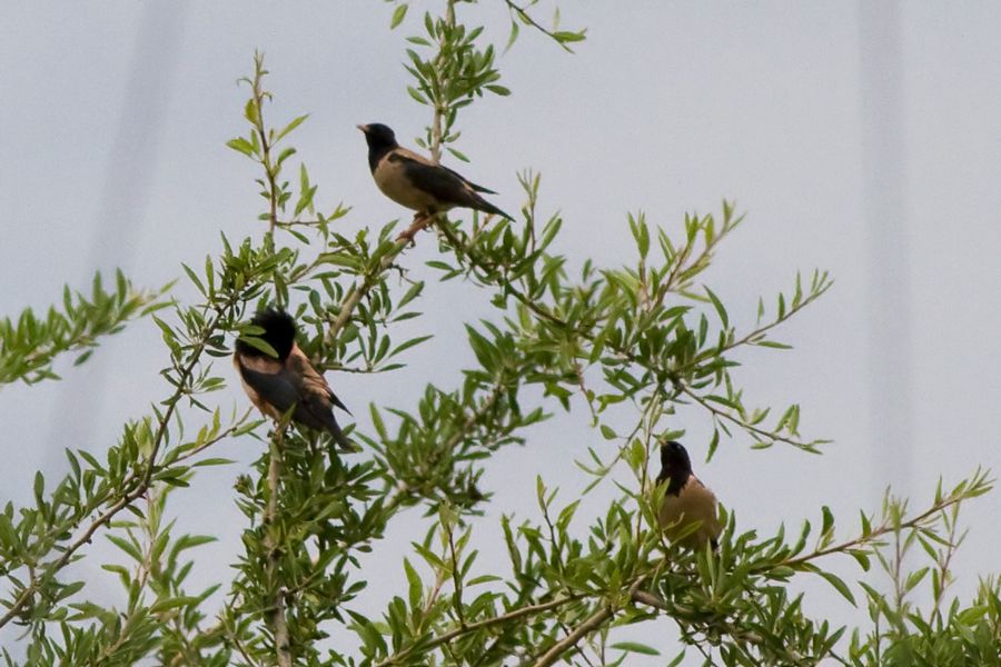 Rosy Starling