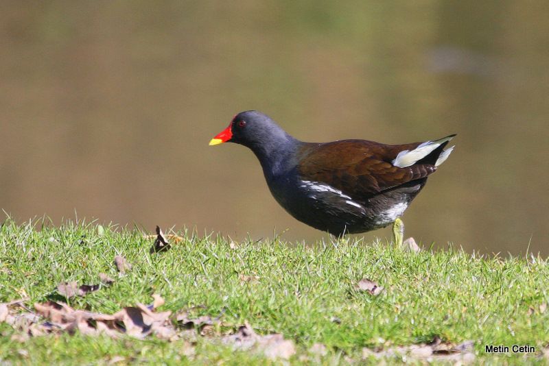 Common Moorhen